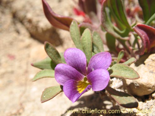 Bild von Viola glacialis (). Klicken Sie, um den Ausschnitt zu vergrössern.