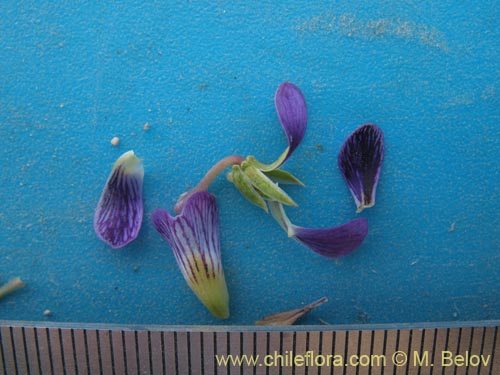 Фотография Viola glacialis (). Щелкните, чтобы увеличить вырез.