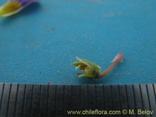 Bild von Viola glacialis (). Klicken Sie, um den Ausschnitt zu vergrössern.