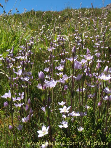 Image of Gentianella magellanica (). Click to enlarge parts of image.