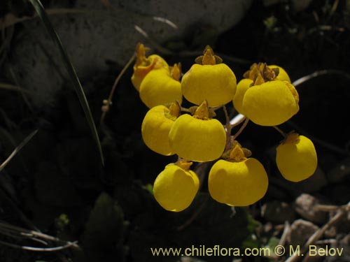 Bild von Calceolaria filicaulis ssp. filicaulis (Capachito de las vegas / Arguenita). Klicken Sie, um den Ausschnitt zu vergrössern.