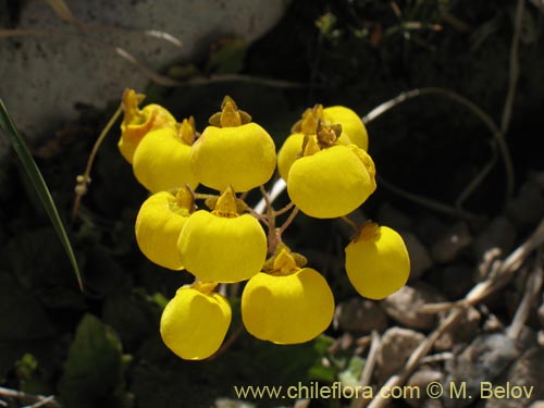 Calceolaria filicaulis ssp. filicaulis的照片