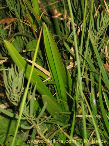 Image of Chloraea chica (). Click to enlarge parts of image.