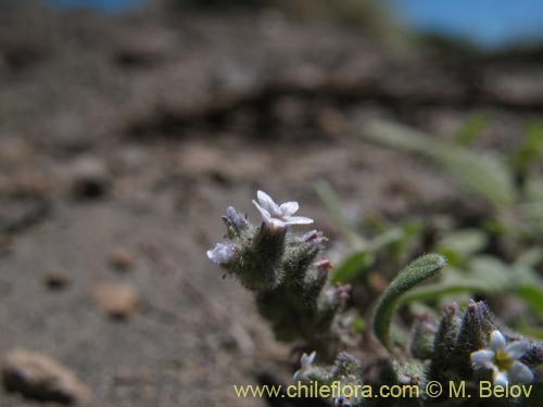 Boraginaceae sp. #1286の写真