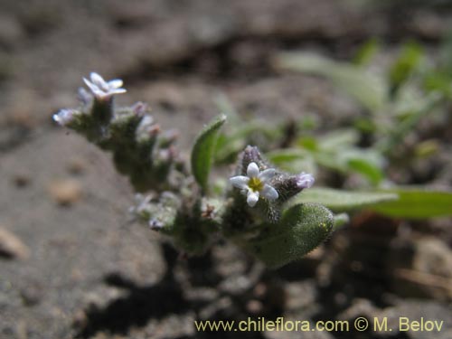 Bild von Boraginaceae sp. #1286 (). Klicken Sie, um den Ausschnitt zu vergrössern.