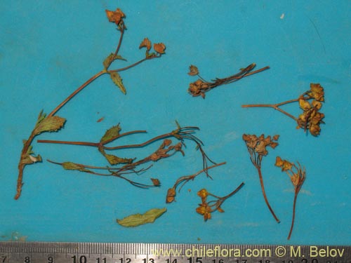 Фотография Calceolaria pallida (). Щелкните, чтобы увеличить вырез.
