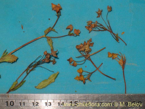 Image of Calceolaria pallida (). Click to enlarge parts of image.