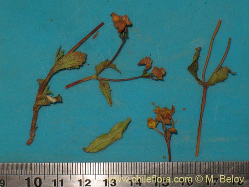 Image of Calceolaria pallida (). Click to enlarge parts of image.