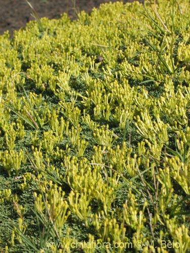 Imágen de Azorella trifurcata (). Haga un clic para aumentar parte de imágen.