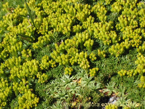 Imágen de Azorella trifurcata (). Haga un clic para aumentar parte de imágen.