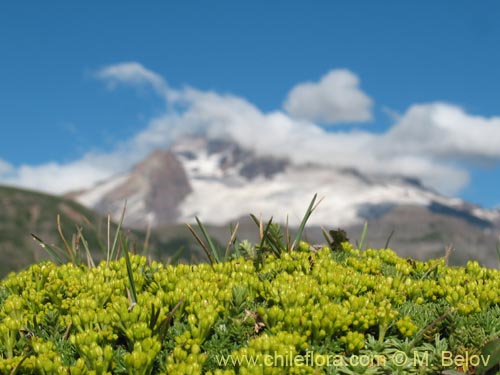 Imágen de Azorella trifurcata (). Haga un clic para aumentar parte de imágen.