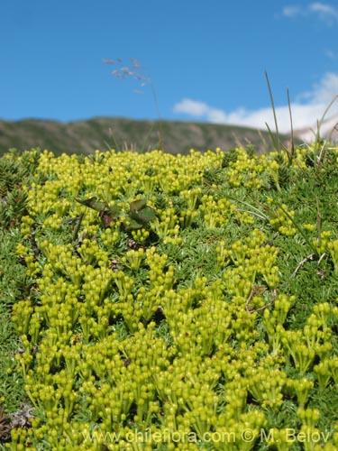 Imágen de Azorella trifurcata (). Haga un clic para aumentar parte de imágen.