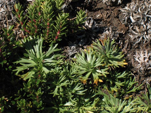 Imágen de Azorella trifurcata (). Haga un clic para aumentar parte de imágen.