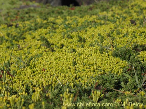 Image of Azorella trifurcata (). Click to enlarge parts of image.