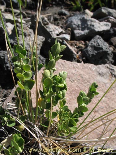 Cynanchum nummulariifolium的照片