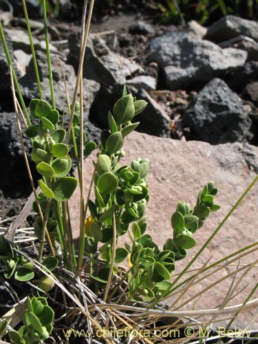 Imágen de Cynanchum nummulariifolium (). Haga un clic para aumentar parte de imágen.