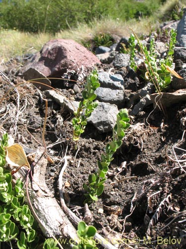 Imágen de Cynanchum nummulariifolium (). Haga un clic para aumentar parte de imágen.