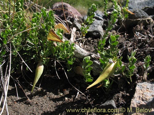 Imágen de Cynanchum nummulariifolium (). Haga un clic para aumentar parte de imágen.