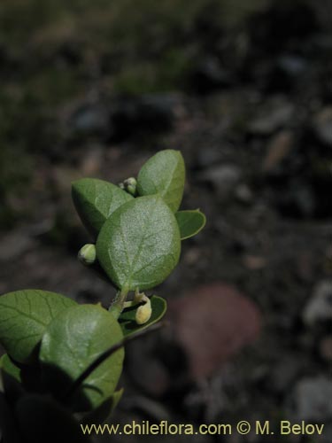 Cynanchum nummulariifolium的照片