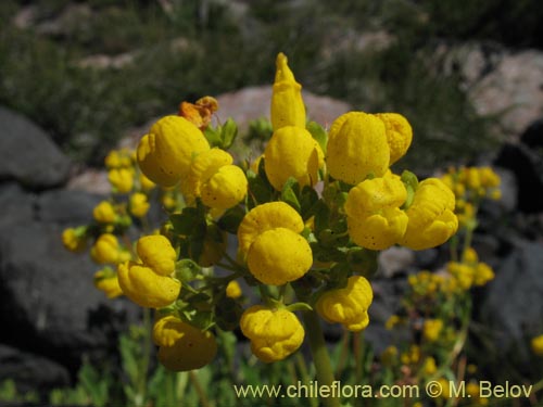 Фотография Calceolaria cavanillesii (Capachito). Щелкните, чтобы увеличить вырез.