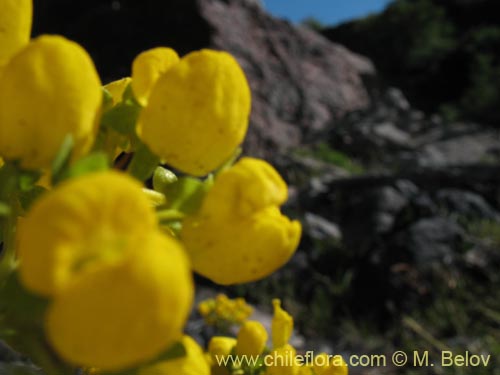 Imágen de Calceolaria cavanillesii (Capachito). Haga un clic para aumentar parte de imágen.