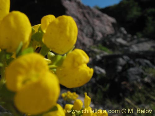 Фотография Calceolaria cavanillesii (Capachito). Щелкните, чтобы увеличить вырез.