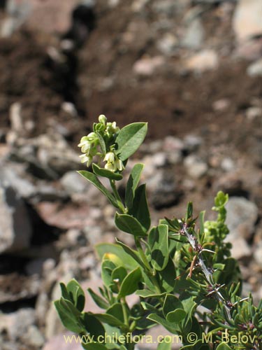 Cynanchum nummulariifolium의 사진