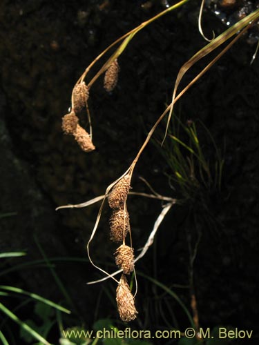 Poaceae sp. #1451的照片