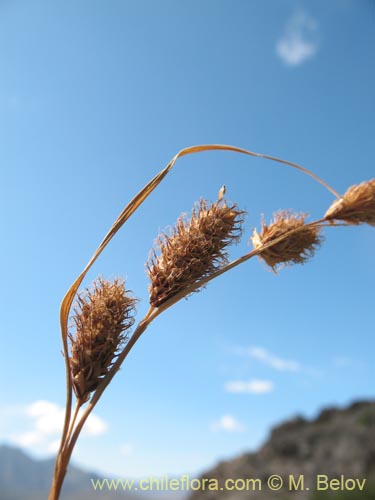 Image of Poaceae sp. #1451 (). Click to enlarge parts of image.