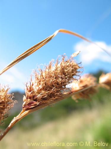 Poaceae sp. #1451の写真