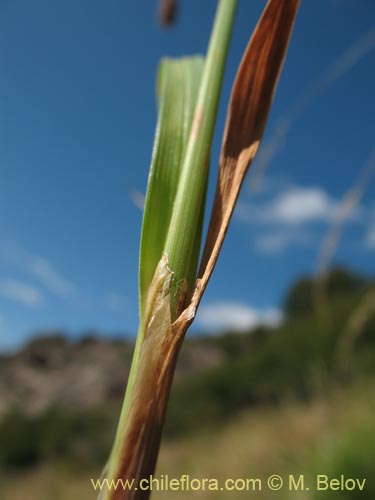 Imágen de Poaceae sp. #1451 (). Haga un clic para aumentar parte de imágen.