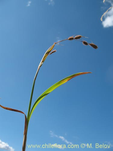 Poaceae sp. #1451的照片