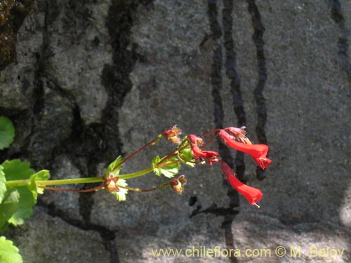 Ourisia ruelloidesの写真