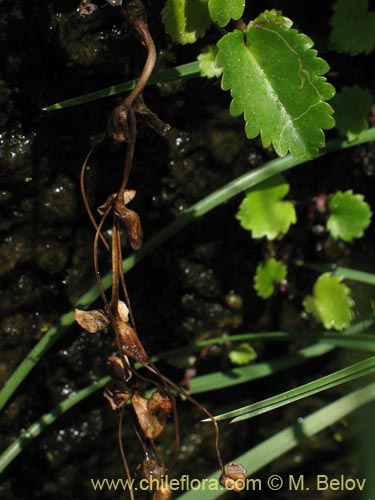 Image of Ourisia ruelloides (). Click to enlarge parts of image.