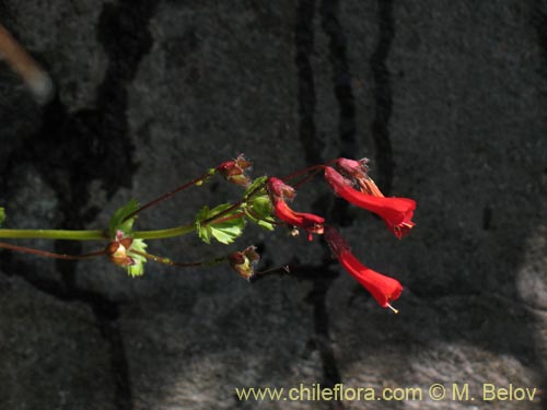 Bild von Ourisia ruelloides (). Klicken Sie, um den Ausschnitt zu vergrössern.