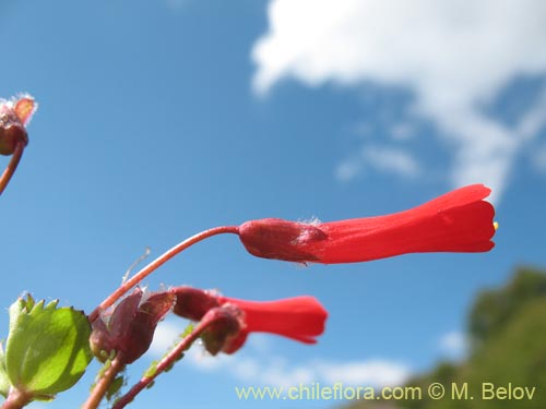 Bild von Ourisia ruelloides (). Klicken Sie, um den Ausschnitt zu vergrössern.