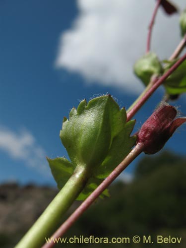 Image of Ourisia ruelloides (). Click to enlarge parts of image.