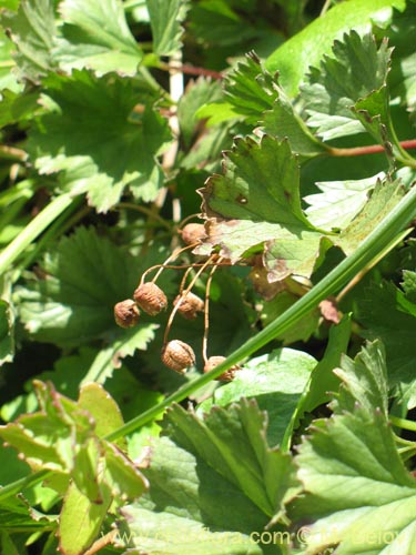 Image of Ourisia ruelloides (). Click to enlarge parts of image.