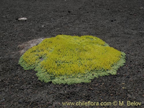 Imágen de Azorella trifurcata (). Haga un clic para aumentar parte de imágen.