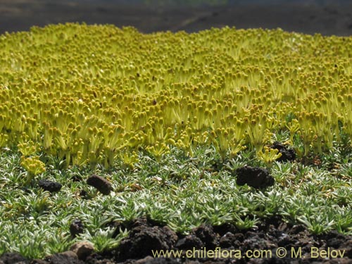 Image of Azorella trifurcata (). Click to enlarge parts of image.