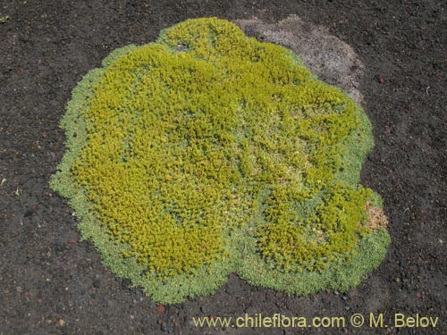 Image of Azorella trifurcata (). Click to enlarge parts of image.