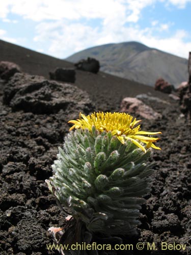 Imágen de Chaetanthera villosa (Chinita). Haga un clic para aumentar parte de imágen.