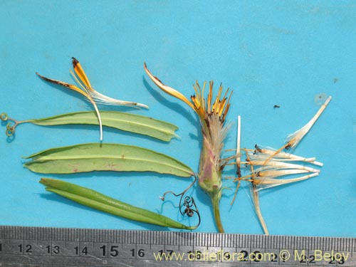 Image of Mutisia sp. #1431 (). Click to enlarge parts of image.