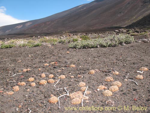 Фотография Viola volcanica (). Щелкните, чтобы увеличить вырез.