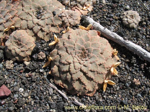 Imágen de Viola volcanica (). Haga un clic para aumentar parte de imágen.