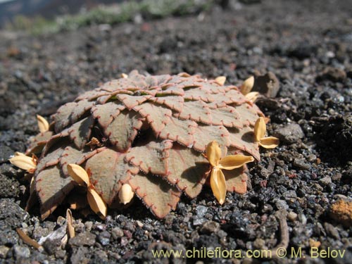 Фотография Viola volcanica (). Щелкните, чтобы увеличить вырез.