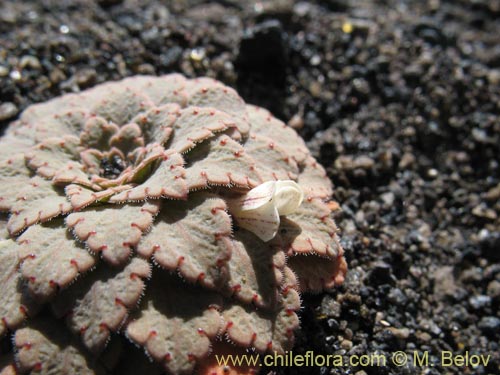 Imágen de Viola volcanica (). Haga un clic para aumentar parte de imágen.