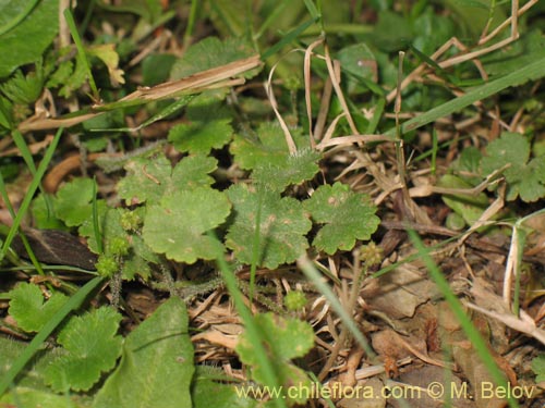 Imágen de Hydrocotyle sp. #1422 (). Haga un clic para aumentar parte de imágen.