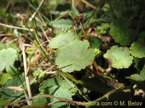 Hydrocotyle sp. #1422的照片