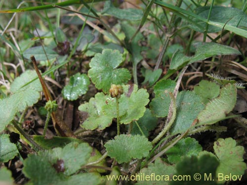 Hydrocotyle sp. #1422的照片